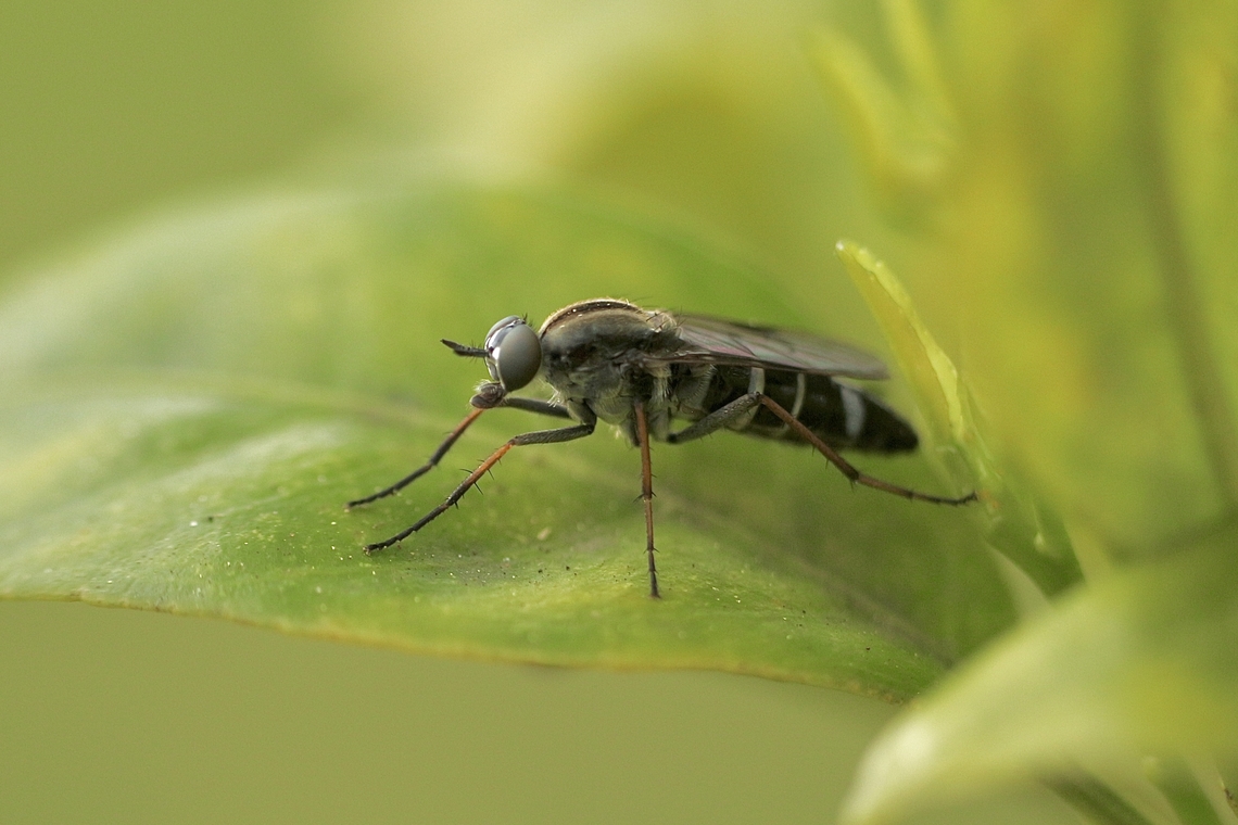 Stilleto fly - genus Ozodiceromyia  Geotagged,Orlando,United States,Winter,eamw flies