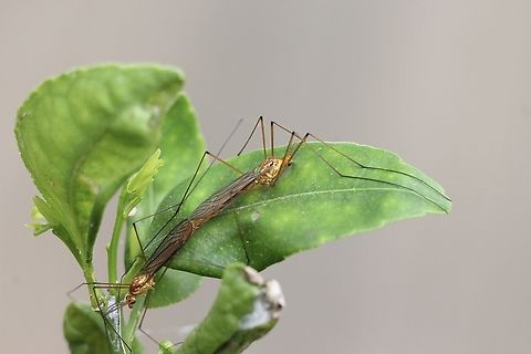 Ferruginous Tiger Crane  Fly - Nephrotoma ferruginea  Geotagged,Nephrotoma ferruginea,Orlando,United States,Winter,eamw crane flies