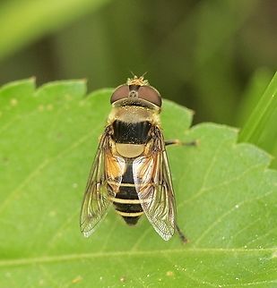 Bicolored Plushback - Palpada pusilla  Eamw hover fly,Geotagged,Orlando,Palpada pusilla,Palpada vinetorum,United States,Winter
