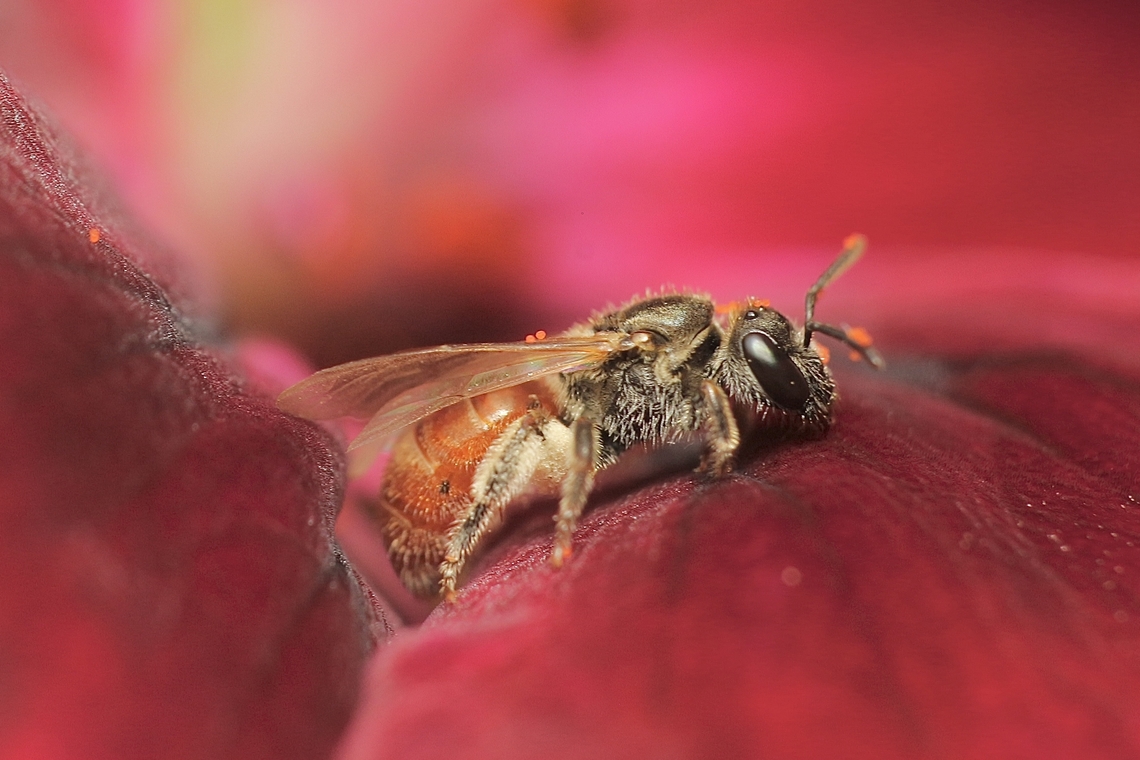Sweat bee - Lasioglossum ovaliceps About 2 mm to 3mm. Observed visiting flowers in garden. Australia,Eamw bees,Encounter,Geotagged,Lasioglossum ovaliceps,Summer,Winter