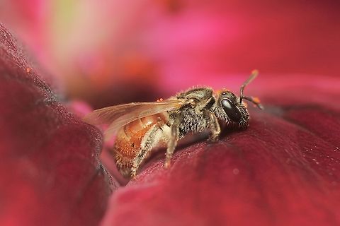Sweat bee - Lasioglossum ovaliceps About 2 mm to 3mm. Observed visiting flowers in garden. Australia,Eamw bees,Encounter,Geotagged,Lasioglossum ovaliceps,Summer,Winter
