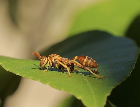 New World paper wasp - Mischocyttarus mexicanus  Eamw wasps,Geotagged,Mischocyttarus mexicanus,Orlando,United States,Winter
