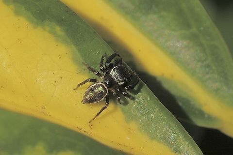 Bronze Jumping Spider - Eris militaris  Anaheim USA,Bronze Jumping Spider,Eamw spiders,Eris militaris,Geotagged,United States,Winter