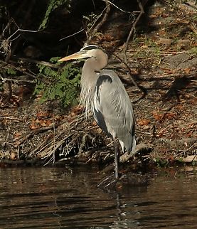 Great blue heron - Ardea herodias  Ardea herodias,Eamw birds,Florida,Geotagged,Great blue heron,United States,Winter