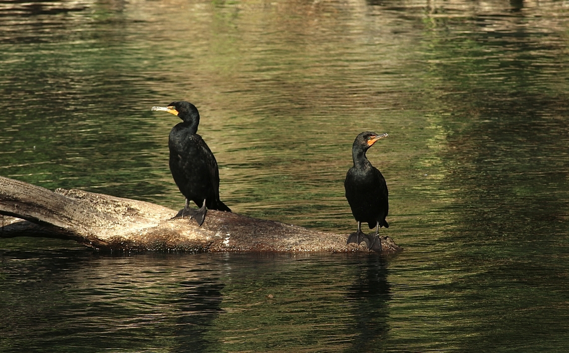 Double- crested cormorant - Nannopterum auritum  Double-crested cormorant,Eamw birds,Florida,Geotagged,Phalacrocorax auritus,United States,Winter