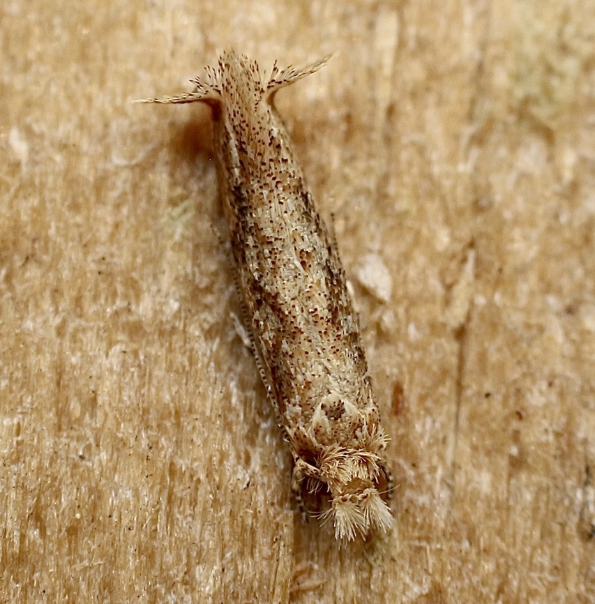 Leave miner moth -( unidentified)  Eamw moth,Geotagged,Orlando,United States,Winter