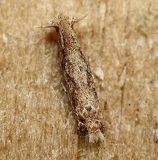 Leave miner moth -( unidentified)  Eamw moth,Geotagged,Orlando,United States,Winter