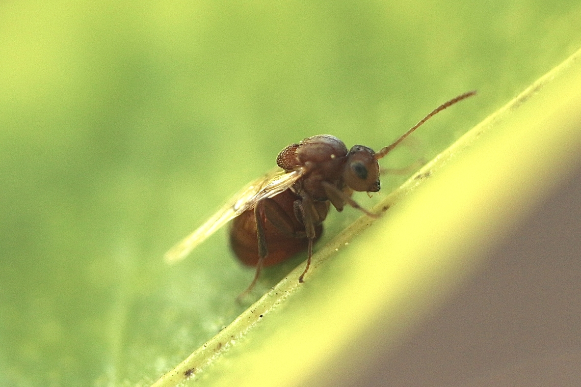 Oak gall wasp - Tribe Cynipini It is no more then 2 mm in size.<br />
<br />
Source: Wikipedia <br />
Cynipini is a tribe of gall wasps. These insects induce galls in plants of the beech and oak family, Fagaceae.[1] They are known commonly as the oak gall wasps.[2] It is the largest cynipid tribe, with about 936[3] to 1000[2] recognized species, most of which are associated with oaks.[2] The tribe is mainly native to the Holarctic.[3]<br />
<br />
Cynipini wasps can act as ecosystem engineers. Their galls can become hosts of inquilines, and the wasps themselves are hosts to parasitoids.[4]<br />
<br />
Most of these wasps undergo cyclical parthenogenesis, sometimes reproducing sexually, and sometimes producing young without fertilization.[2] [5] Eamw wasps,Geotagged,Orlando,United States,Winter,oak gall wasp