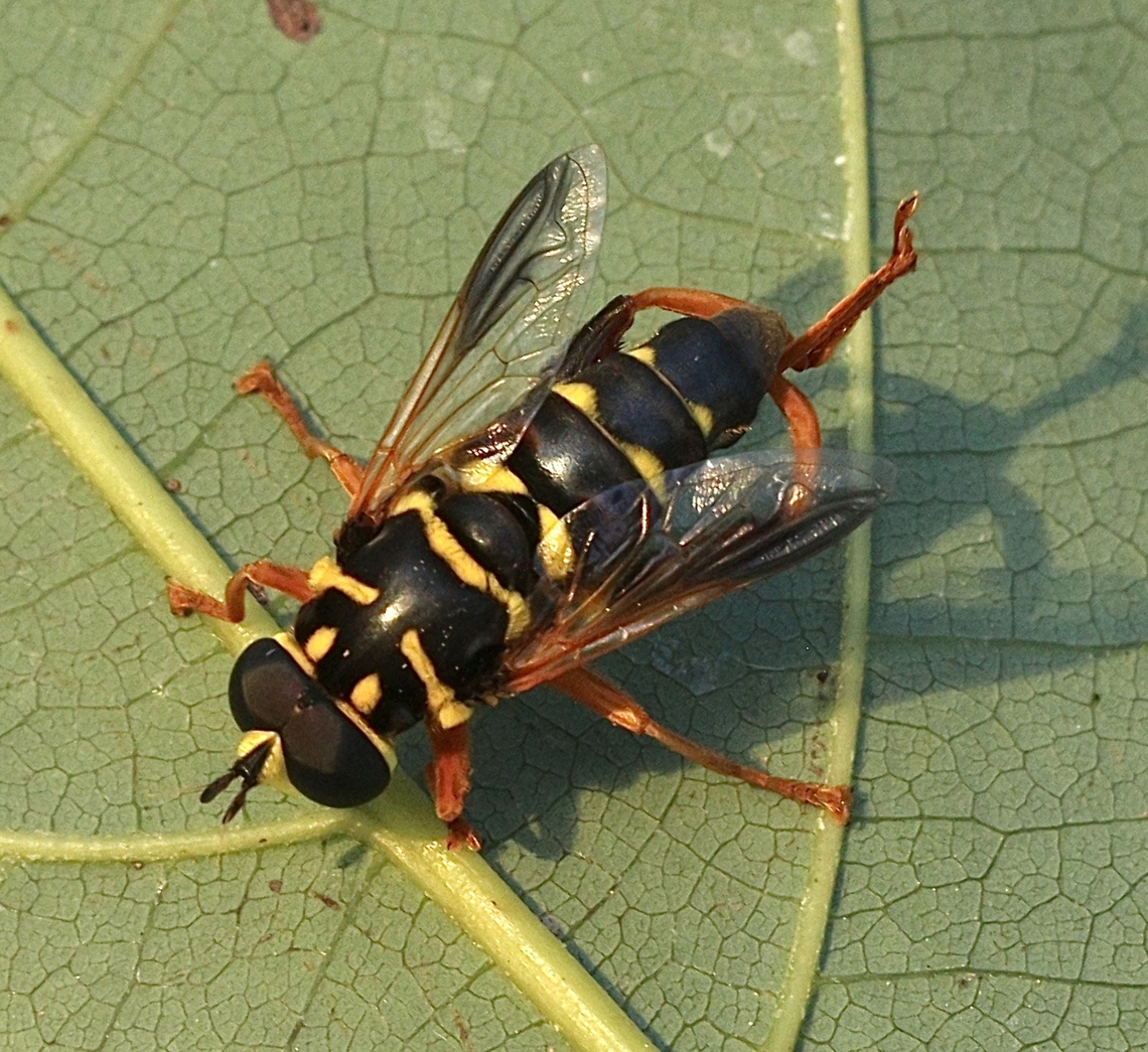 Carolinian Elegant Hoverfly - Meromacrus acutus  Carolinian Elegant,Eamw hover fly,Geotagged,Meromacrus acutus,Orlando,United States,Winter