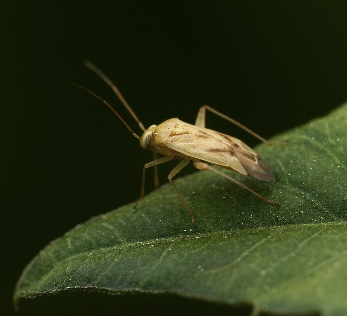 Broken-backed Bug - Taylorilygus apicalis  Eamw plant bugs,Geotagged,Orlando,Taylorilygus,Taylorilygus apicalis,United States,Winter