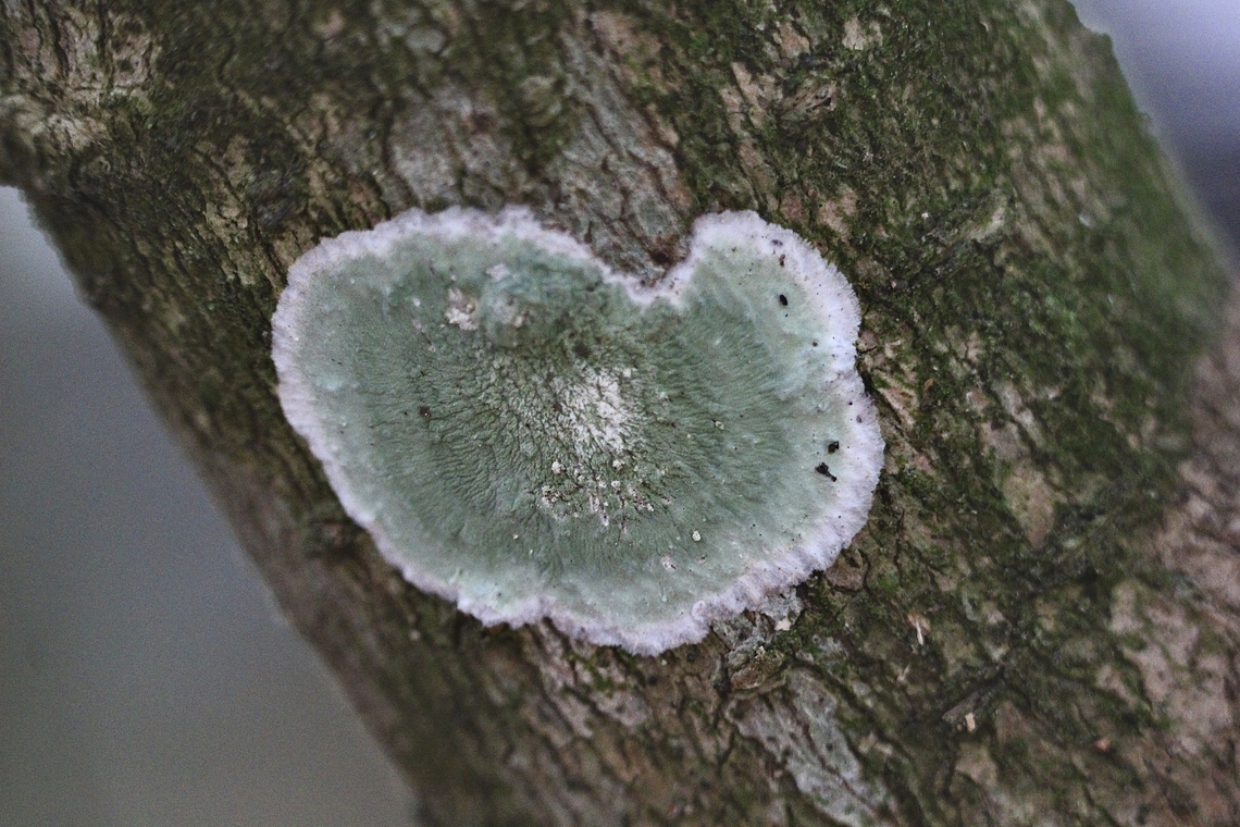 White blanket lichen - Cryptothecia striata  Cryptothecia striata,Eamw lichen,Florida,Geotagged,United States,White Blanket,Winter