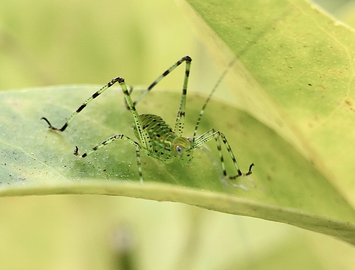 Giant Katydid Nymph - Stilpnochlora couloniana  Eamw katydids,Geotagged,Giant Katydid,Orlando,Stilpnochlora couloniana,United States,Winter