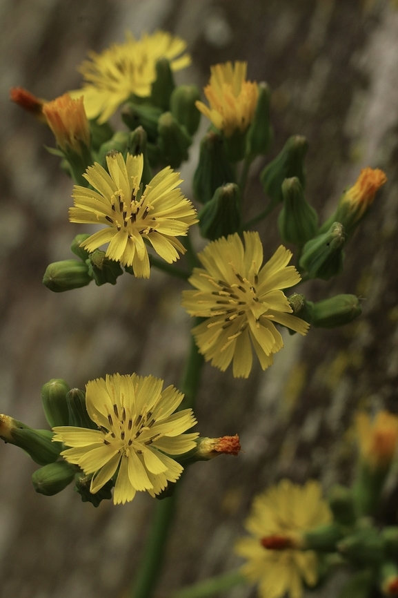 Oriental False Hawksbeard -  Youngia japonica  Eamw flora,Geotagged,Oriental false hawksbeard,Orlando,United States,Winter,Youngia japonica