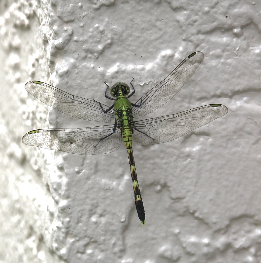 Eastern Pondhawk - Erythemis simplicicollis  Eamw dragonflies,Eastern pondhawk,Erythemis simplicicollis,Florida,Geotagged,United States,Winter