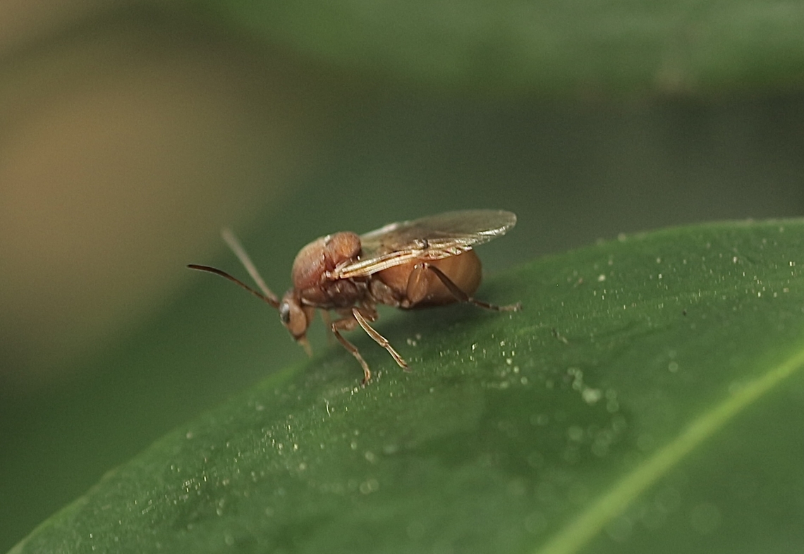 Oak gall wasp  (Species not yet identified)~  Eamw wasps,Geotagged,Orlando,Succulent Oak Gall Wasp,United States,Winter