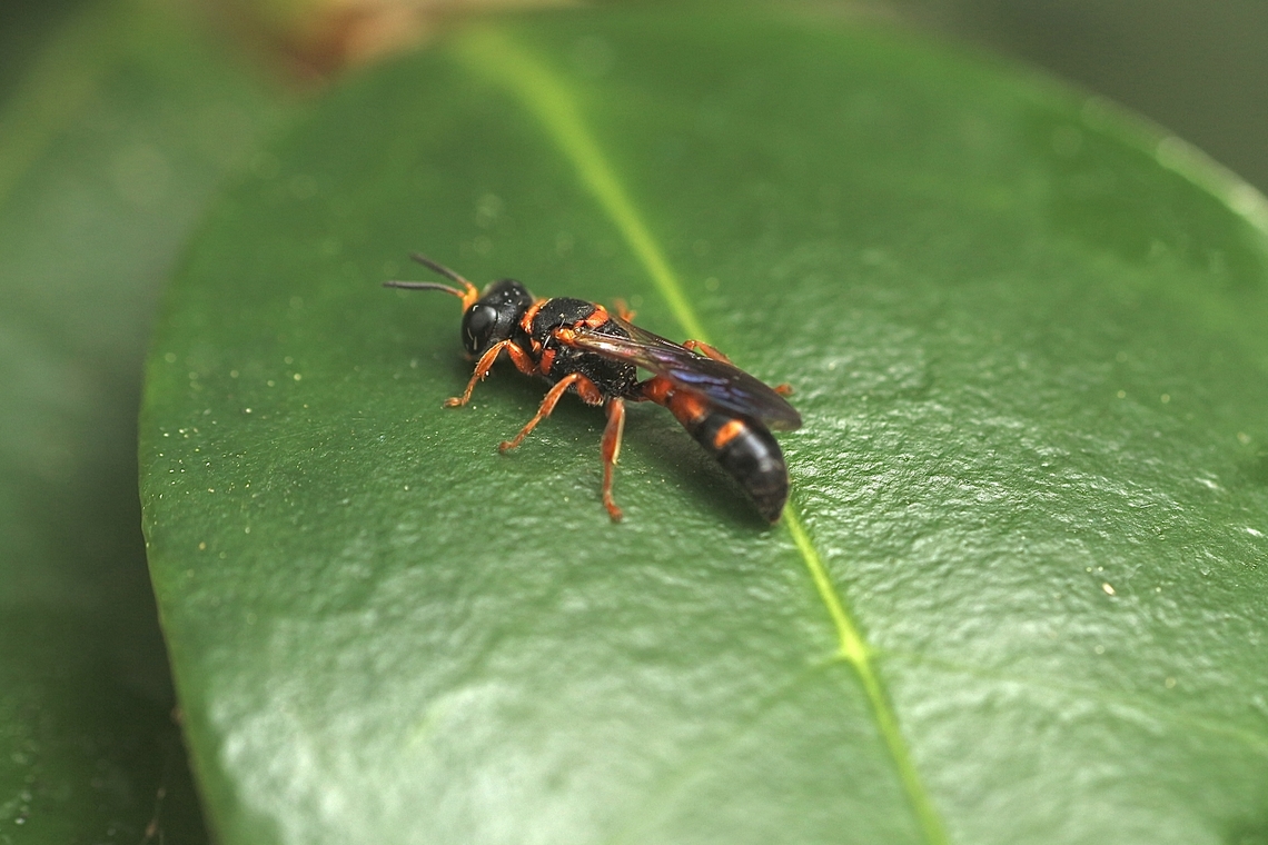 Square-headed wasp- Ectemnius rufipes ssp. ais  Eamw wasps,Ectemnius rufipes,Florida,Geotagged,United States,Winter