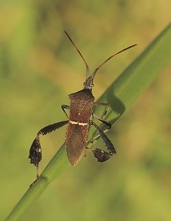 Eastern Leaf-footed Bug - Leptoglossus phyllopus  Eamw leaf-footed bugs,Florida,Florida leaf-footed bug,Geotagged,Leptoglossus phyllopus,United States,Winter