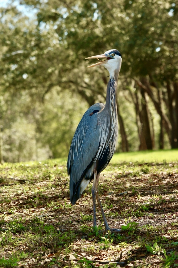 Great Blue Heron - Ardea herodias  Ardea herodias,Eamw birds,Florida,Geotagged,Great blue heron,United States,Winter