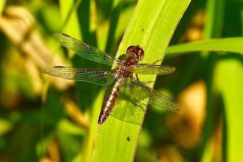 Eastern Amberwing - Perithemis tenera  Eamw dragonflies,Eastern Amberwing,Florida,Geotagged,Perithemis tenera,United States,Winter