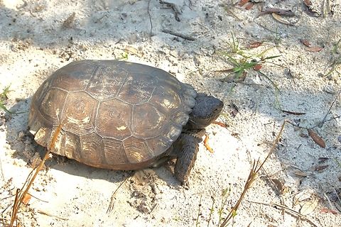 Gopher Tortoise -  Gopherus polyphemus  Eamw tortoise,Florida,Geotagged,Gopher tortoise,Gopherus polyphemus,United States,Winter