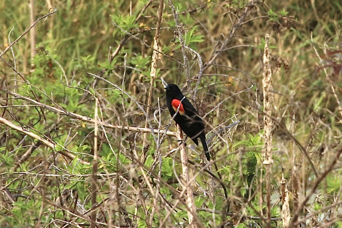 Red-winged Blackbird - Agelaius phoeniceus  Agelaius phoeniceus,Eamw birds,Florida,Geotagged,Red-winged blackbird,United States,Winter