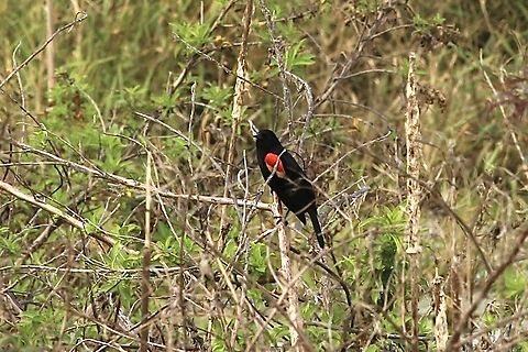 Red-winged Blackbird - Agelaius phoeniceus  Agelaius phoeniceus,Eamw birds,Florida,Geotagged,Red-winged blackbird,United States,Winter