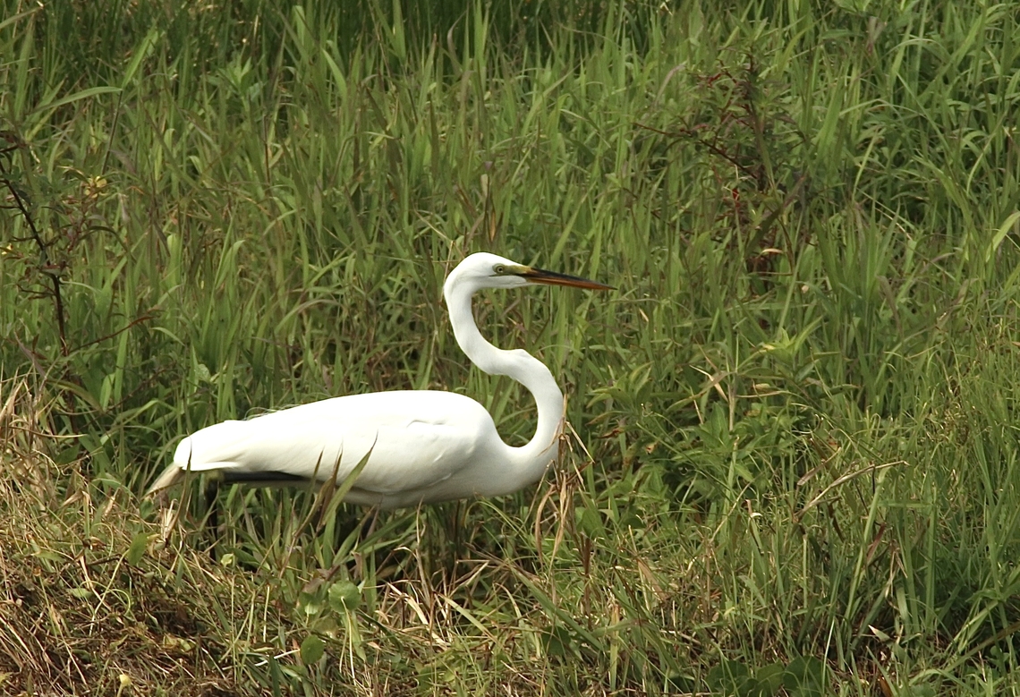 Great White Heron - Ardea herodias ssp.&nbsp;occidentalis  Ardea herodias,Eamw birds,Florida,Geotagged,Great blue heron,United States,Winter