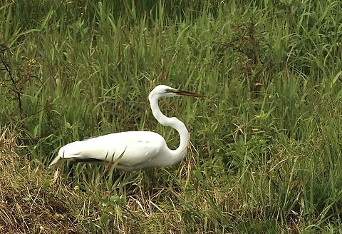 Great White Heron - Ardea herodias ssp. occidentalis  Ardea herodias,Eamw birds,Florida,Geotagged,Great blue heron,United States,Winter