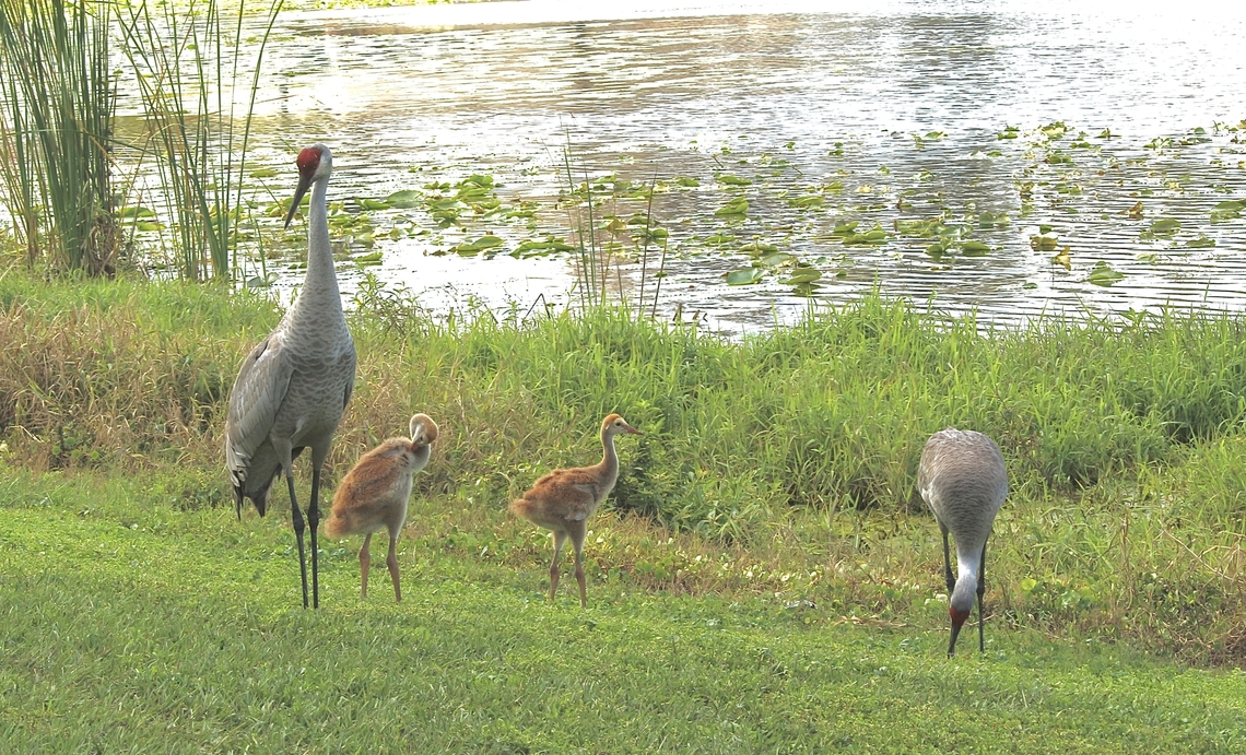 Sandhills Crane - Antigone canadensis  Antigone canadensis,Eamw birds,Florida,Geotagged,Sandhill Crane,United States,Winter