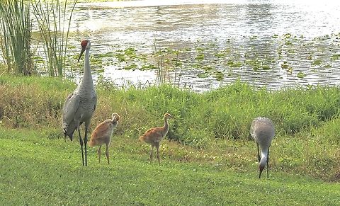 Sandhills Crane - Antigone canadensis  Antigone canadensis,Eamw birds,Florida,Geotagged,Sandhill Crane,United States,Winter