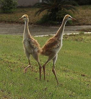 Sandhill Crane - Antigone canadensis Don&rsquo;t know the age of the jung birds. Antigone canadensis,Eamw birds,Florida,Geotagged,Sandhill Crane,United States,Winter