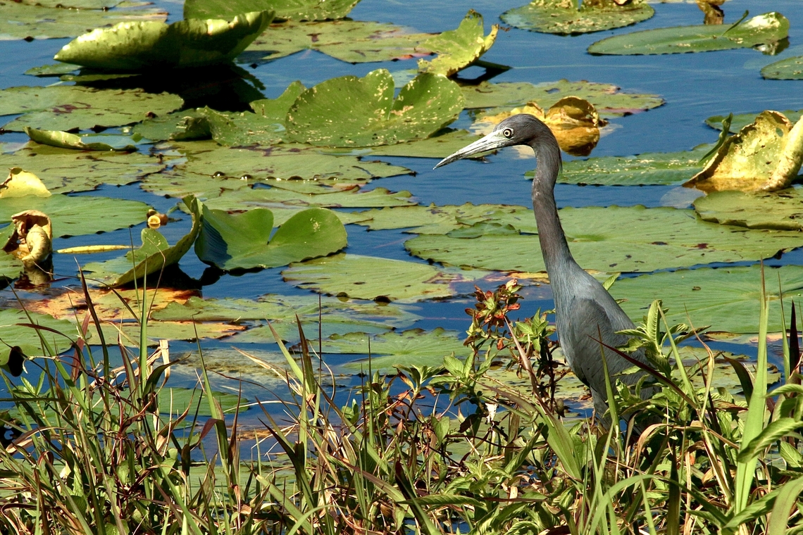 Little Blue Heron - Egretta caerulea  Eamw birds,Egretta caerulea,Florida,Geotagged,Little blue heron,United States,Winter