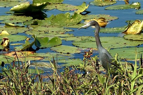 Little Blue Heron - Egretta caerulea  Eamw birds,Egretta caerulea,Florida,Geotagged,Little blue heron,United States,Winter
