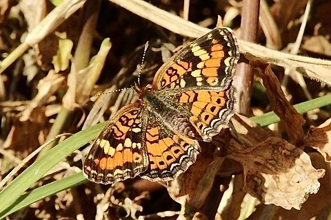 Phaon crescent butterfly- Phyciodes phaon  Eamw butterflies,Florida,Geotagged,Phyciodes phaon,United States,Winter