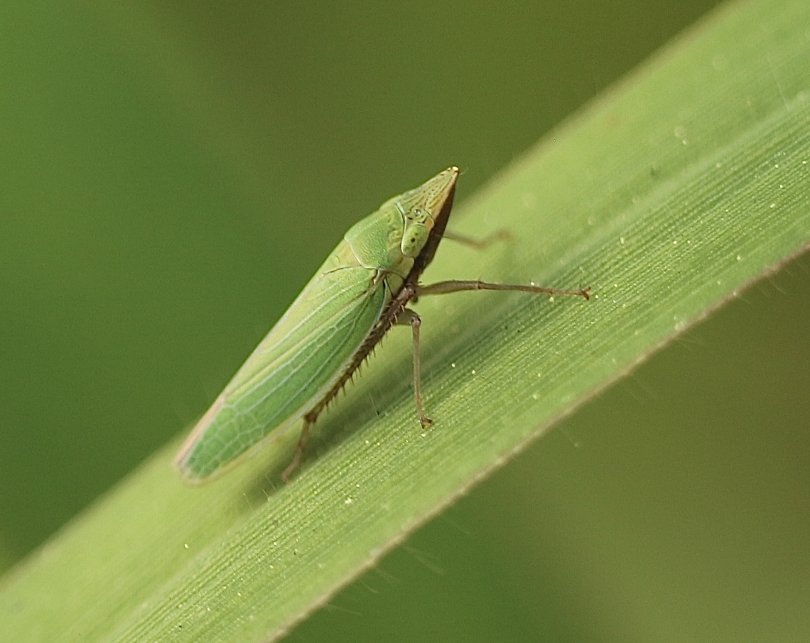 Leafhopper- Genus Draeculacephala  Eamw leafhoppers,Florida,Geotagged,United States,Winter