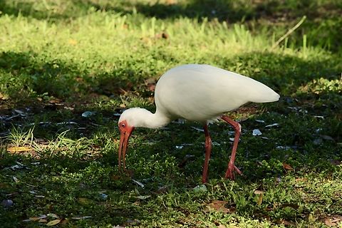 American White Ibis - Eudocimus albus  American White Ibis,Eamw birds,Eudocimus albus,Florida,Geotagged,United States,Winter