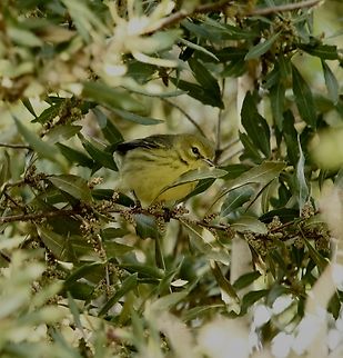 Prairie warbler - Setophaga discolor  Eamw birds,Geotagged,Orlando,Prairie warbler,Setophaga discolor,United States,Winter