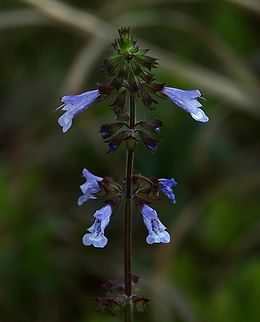 Lyreleaf sage - Salvia lyrata  Eamw flora,Geotagged,Lyreleaf sage,Orlando,Salvia lyrata,United States,Winter