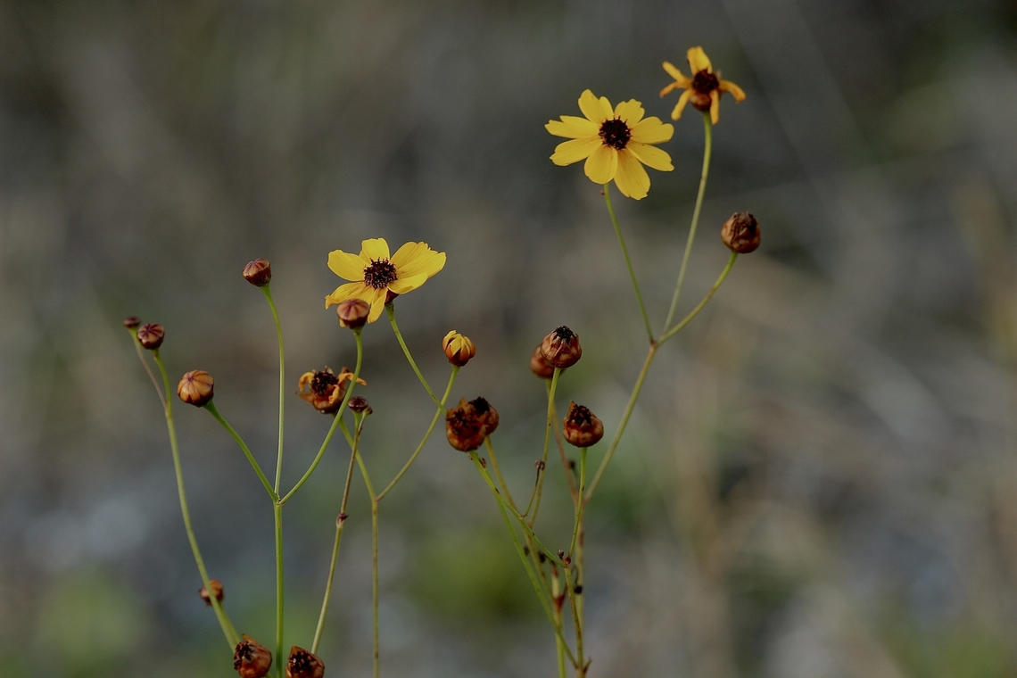 Tickseed - Genus Coreopsis  Eamw flora,Geotagged,Orlando,United States,Winter