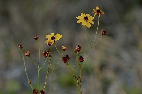 Tickseed - Genus Coreopsis  Eamw flora,Geotagged,Orlando,United States,Winter