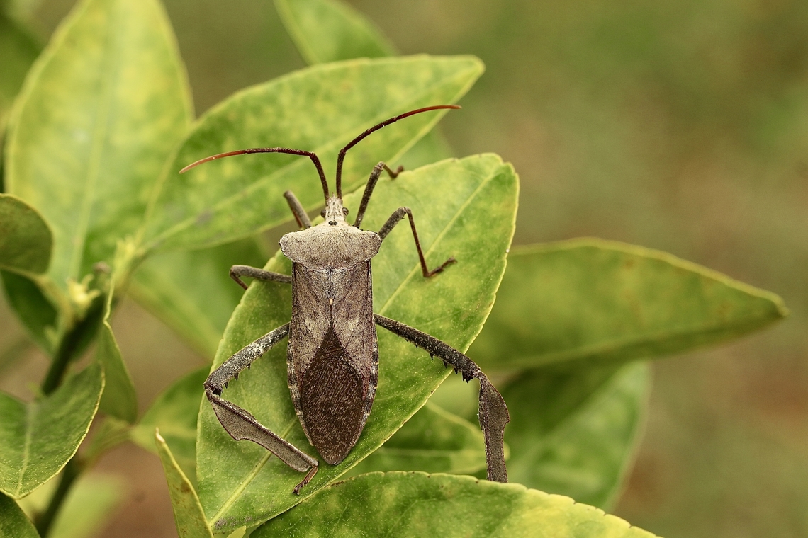 Giant leaf-footed bug - Acanthocephala declivis  Acanthocephala declivis,Eamw stink bugs,Geotagged,Giant leaf-footed bug,United States,Winter