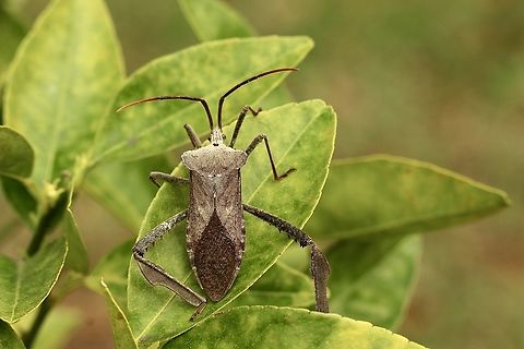 Giant leaf-footed bug - Acanthocephala declivis  Acanthocephala declivis,Eamw stink bugs,Geotagged,Giant leaf-footed bug,United States,Winter