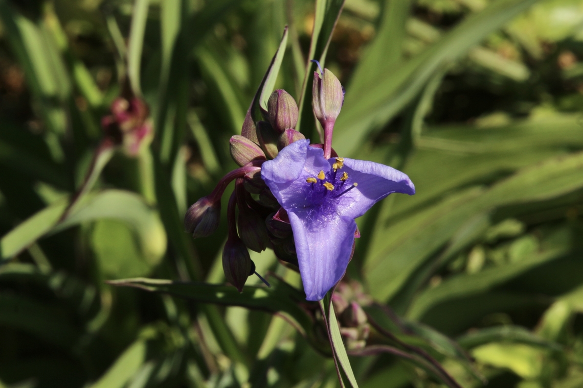 Ohio spiderwort - Tradescantia ohiensis  Eamw flora,Florida,Geotagged,Ohio spiderwort,Tradescantia ohiensis,United States,Winter
