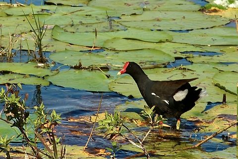 Common gallinule - Gallinula galeata  Common gallinule,Eamw birds,Florida,Gallinula galeata,Geotagged,United States,Winter