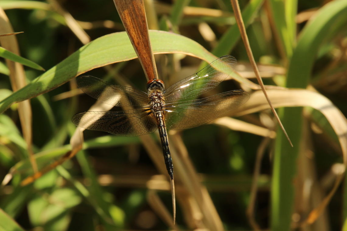 Blue dasher - Pachydiplax longipennis  Blue dasher,Eamw dragonflies,Florida,Geotagged,Pachydiplax longipennis,United States,Winter