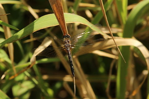 Blue dasher - Pachydiplax longipennis  Blue dasher,Eamw dragonflies,Florida,Geotagged,Pachydiplax longipennis,United States,Winter