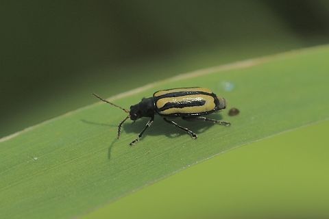 Alligator weed flea beetle - Agasicles hygrophila  Agasicles hygrophila,Alligator weed flea beetle,Eamw beetles,Florida,Geotagged,United States,Winter