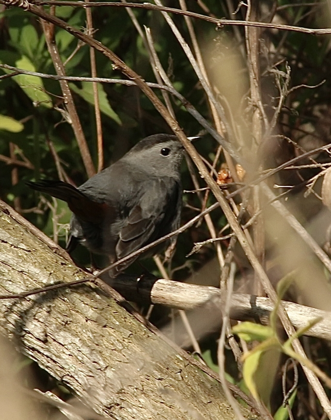 Gray catbird - Dumetella carolinensis  Dumetella carolinensis,Eamw birds,Florida,Geotagged,Gray catbird,United States,Winter