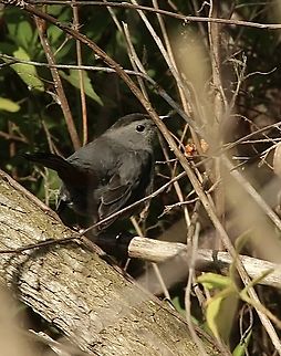 Gray catbird - Dumetella carolinensis  Dumetella carolinensis,Eamw birds,Florida,Geotagged,Gray catbird,United States,Winter