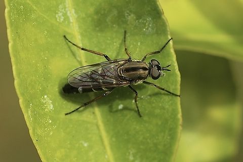 Stiletto fly - Genus Ozodiceromyia  Florida,Geotagged,United States,Winter,eamw flies